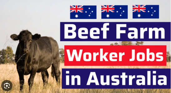 Beef Farm Worker Jobs in Australia with Sponsorship 2025